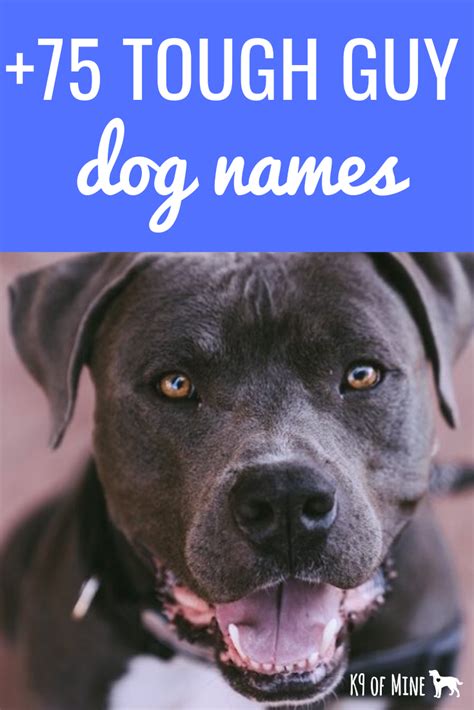 Top 180 Pitbull Dog Names From Male To Female Badass To Cute Artofit