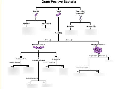 Gram Positive Bacteria Flow Chart Diagram Quizlet