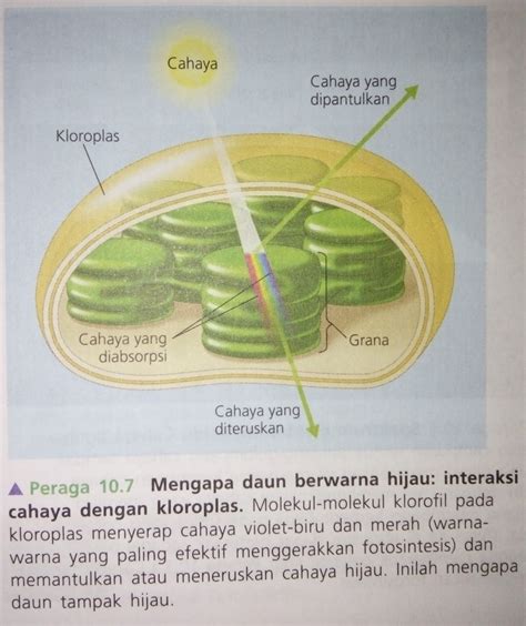 Fotosintesis Pada Tumbuhan Mengenal Proses Dan Reaksinya Kumparan Com