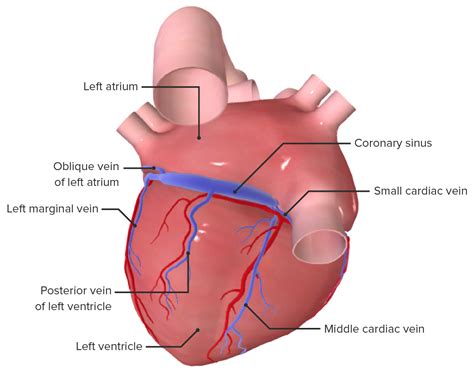 Herz Aufbau Und Funktion Lecturio