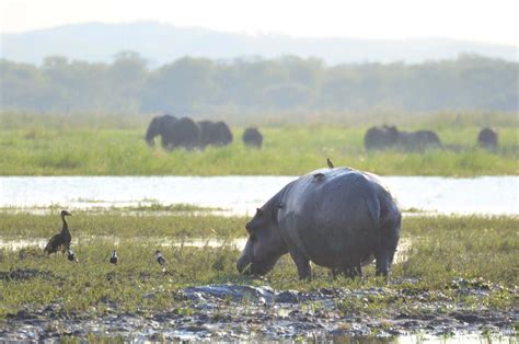 Safari In Malawi Africas Best Kept Secret 1 2 Travel Africa