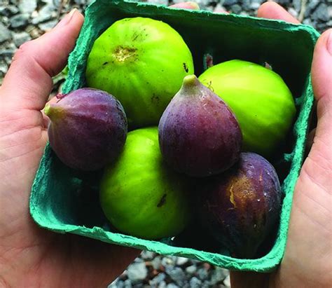 How To Grow Figs In Cool Climates Cricket Hill Garden