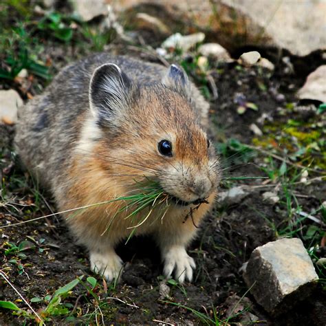 A Mountainous Theria Pika Is Gathering Grass For The Winter