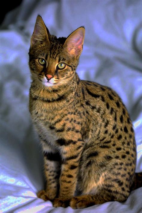 images  savannah cats  pinterest cats    serval