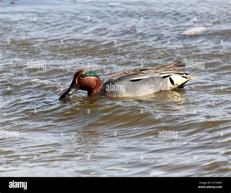 Mature Male Eurasian Or Common Teal Dabbling Duck Anas Crecca