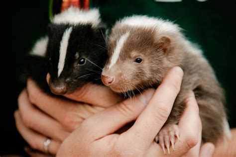 Baby Skunks Settling Into Life At Telford Exotic Zoo Shropshire Star