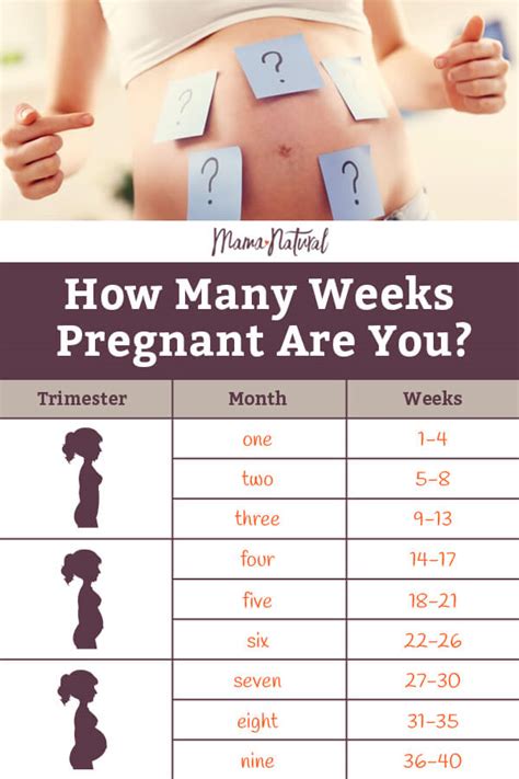 Top 9 What Weeks Does 5 Months Start 2022