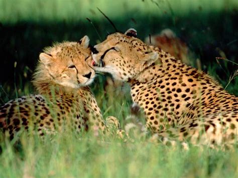 Beautiful African Animals Safaris Endangered Beautiful African Safari
