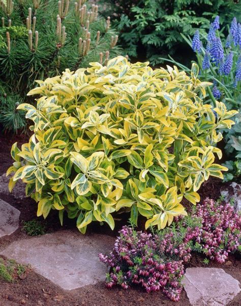 Top 10 Plants For Successful Underplanting Garden Shrubs Woodland