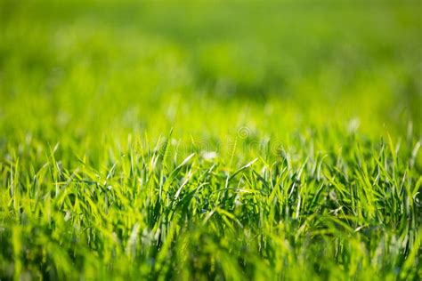 Green Bright Grass On A Summer Sunny Day Summer Background Fresh