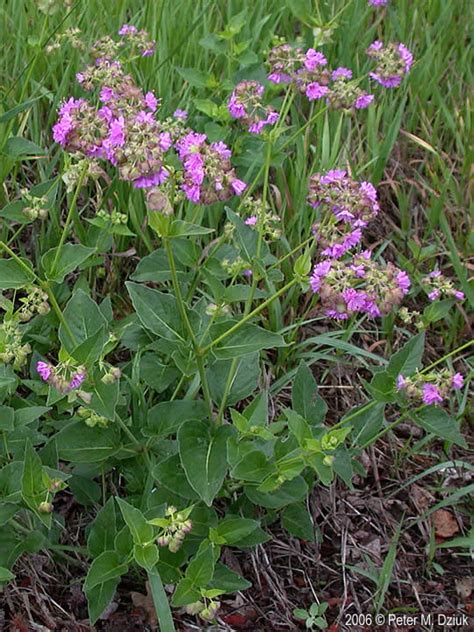 Blooms open in the late afternoon and evening, hence the common name four how to grow 4 o'clock flowers, also known as marvel of peru. Mirabilis nyctaginea (Wild Four O'Clock): Minnesota ...