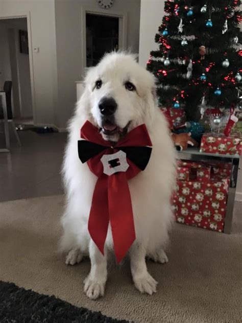 A Pyrenean Christmas Great Pyrenees Holiday Photos 2017 Cute Animals