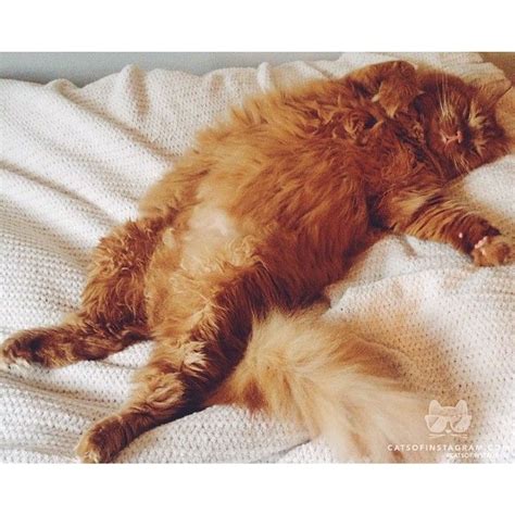 Cats Of Instagram Daily Doses Of Original Cute Cat Photos Cats Of