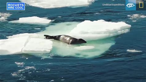 Killer Whale Hunting Strategy Caught On Video The Weather Channel