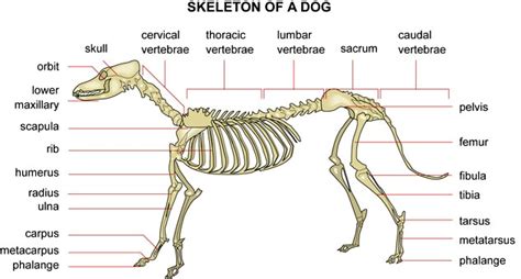 Canine Anatomy Skeleton Of A Dog From Chinaroad Lowchens Of Australia