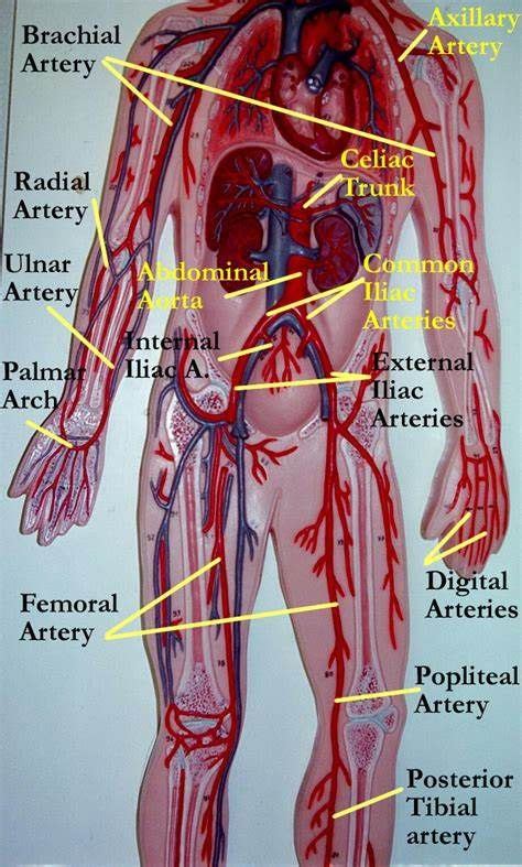 Labeled Human Torso Model Diagram Torsos And Mmf Human Anatomy Web