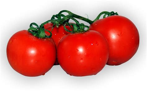 Free Photo Tomato Plant Red Food Garden Free Image On Pixabay