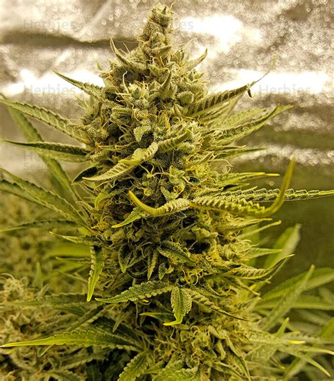 Blue Cheese Autoflowering Fem Cannabis Seeds For Sale Herbies