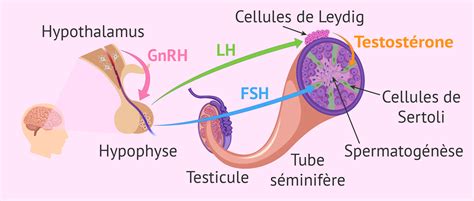 Spermatogénèse bilan hormonal de l homme