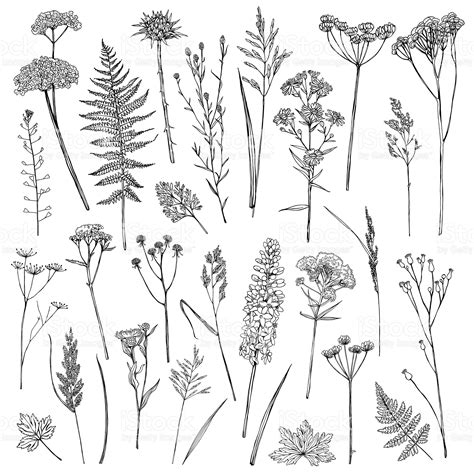 Set Of Illustrations Of Plants Sketch Freehand Drawing Plant