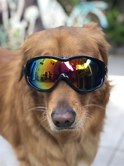 Dog Goggles Doggies Dog Goggles Dog With Glasses Golden Retriever