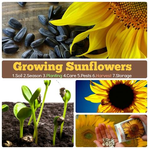 Growing Sunflowers How To Grow Sunlowers 7 Stages And Steps