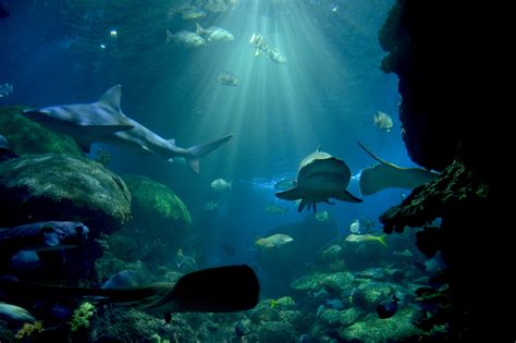 Tennessee Aquarium A Must See Stop When Visiting Chattanoogas Scenic