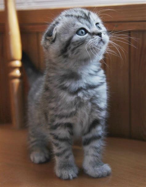 Scottish Fold Munchkin Kittens For Sale Scottish Fold Kittens Cat