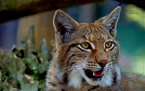 Learn more about the behavior and habitat of lynx in this article. Download wallpaper 3840x2400 lynx, predator, big cat, fangs 4k ultra hd 16:10 hd background