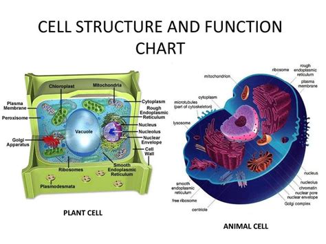Euglena chloroplasts contain pyrenoids, a subcellular compartment inside chloroplasts. Cell Structure And Function Chart | Estudos | Pinterest ...