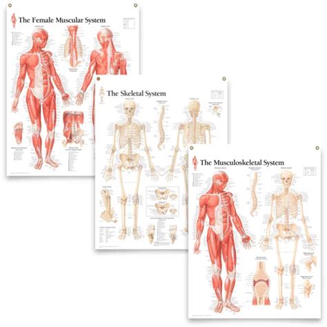 Set Of 3 Laminated Medical Posters The Female Muscular System The