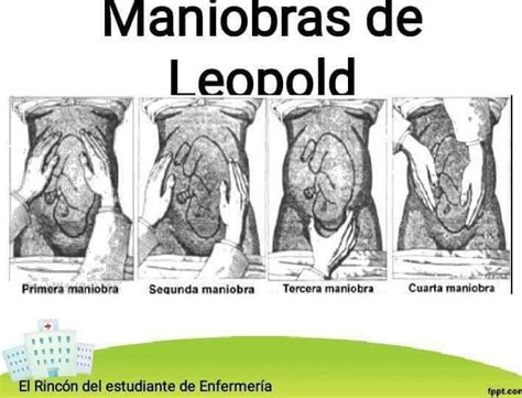 Maniobras De Leopold Enfermeria Obstetricia Anatomia Medica Images