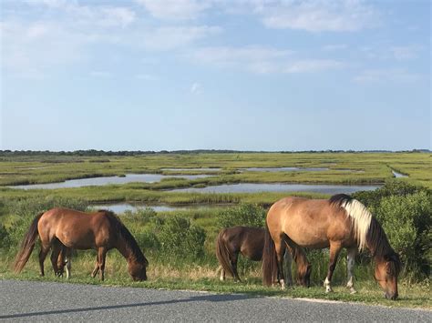 Revisiting Misty of Chincoteague | In the Writer's Web