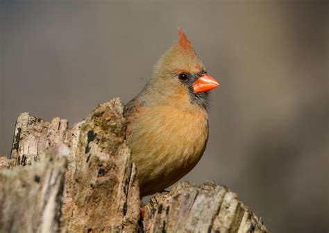 Female Northern Cardinal Cardinalis Cardinalis Rocky Riv Flickr