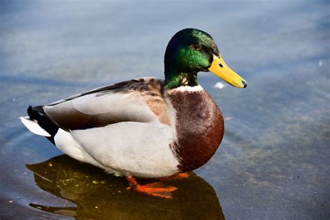 Pilots handbooks and some training manuals. Duck Anatomy Diagram and Identification