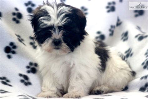 Mal Shi Malshi Puppy For Sale Near Lancaster