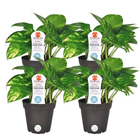 Costa Farms Exotic Angel Pothos Live Indoor Plant 4 Pack Free2dayship Taxfree Ebay