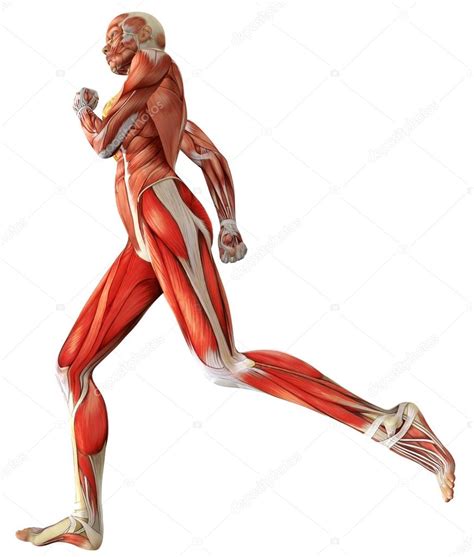 Figura Médica Femenina 3d Que Muestra Músculos Activos Al Correr