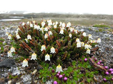 Flora A Trek Down The Tundra