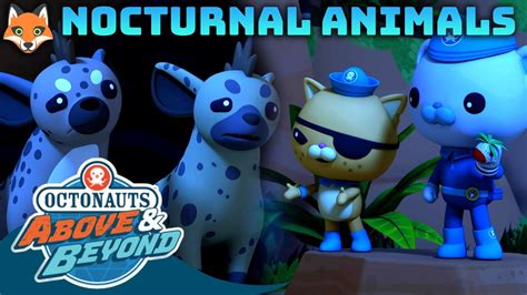 Octonauts Above And Beyond Nocturnal Animals 🦊 Compilation