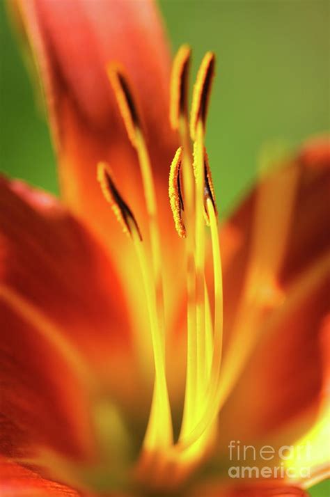 Tiger Lily Stems Photograph By Sean Stauffer