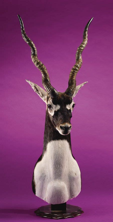 Blackbuck Antelope Pedestal Shoulder Mount Zoology Taxidermy Lot