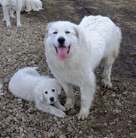 Dog Breed Gallery Great Pyrenees Dogs Breeds
