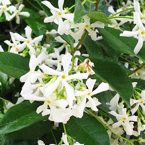 Trachelospermum Jasminoides Star Jasmine Pot Greenleaf Nurseries
