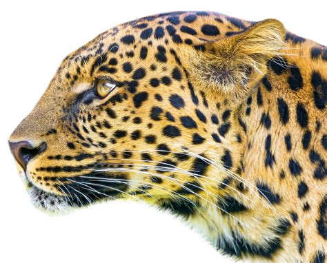 Collection Of Leopard Png Pluspng