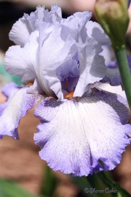 Known for purity, white flower blooms are sure to make your space more tranquil. white Purple Iris flower.jpg Hi-Res 720p HD