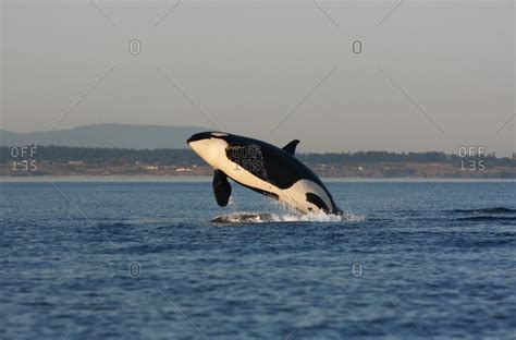 Orca Orcinus Orca Breaching Offset Stock Photo Offset