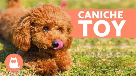 Todo Lo Que Necesitas Saber Sobre Los Adorables Perros Toy Poodle