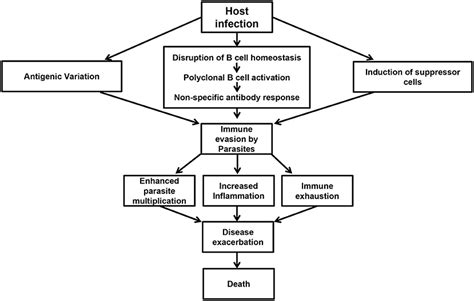 frontiers host immune responses and immune evasion strategies in african trypanosomiasis