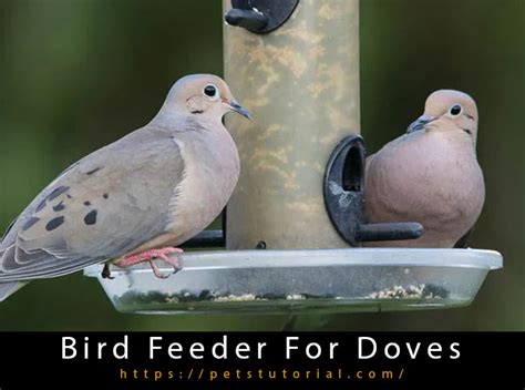 Bird Feeder For Doves
